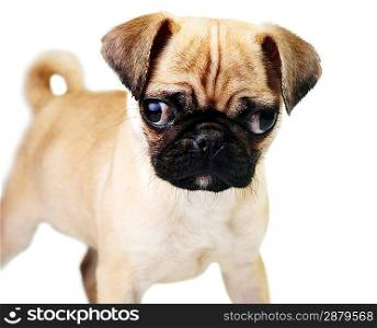 Amusing brown puppy on white background