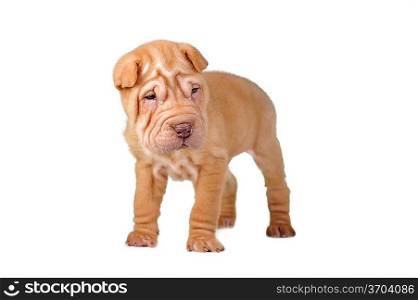 Amusing brown puppy on white background