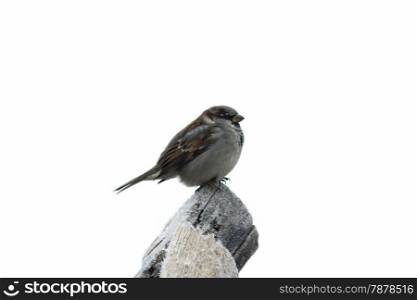 Amusing sparrow on the tree with hoarfrost in winter isolated on the white background