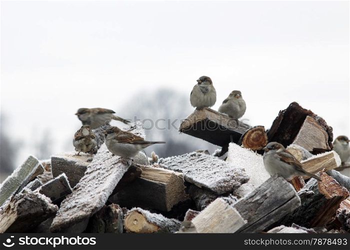 Amusing sparrows sitting on the fire woods with hoarfrost in winter
