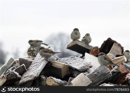 Amusing sparrows sitting on the fire woods with hoarfrost in winter