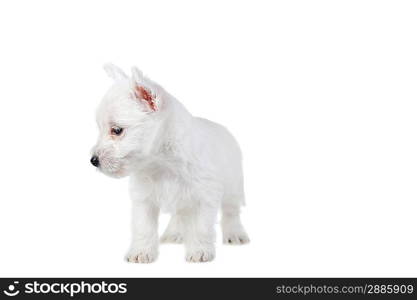 Amusing white puppy isolated close up