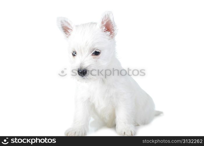 Amusing white puppy isolated close up