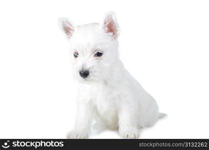 Amusing white puppy isolated close up