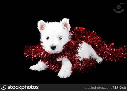 Amusing white puppy with red garland , portrait