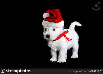 Amusing white puppy with red ribbon on black isolated, portrait