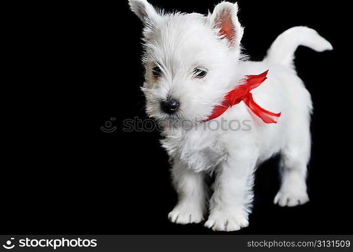 Amusing white puppy with red ribbon on black isolated, portrait