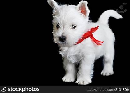 Amusing white puppy with red ribbon on black isolated, portrait