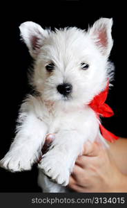 Amusing white puppy with red ribbon on black isolated, portrait