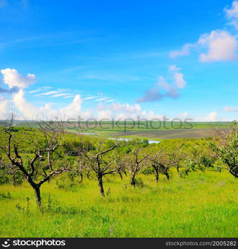 An abandoned orchard with old trees in the hills.