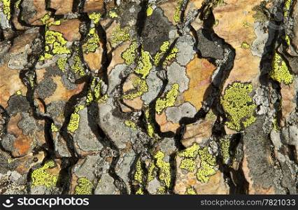 An abstract pattern formed from layers of shale rock and bright yellow lichen.