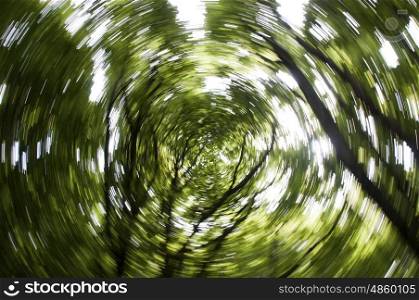 An abstract woodland zoomburst
