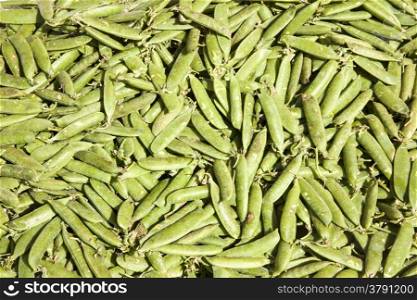 an abundace of green peas in pod
