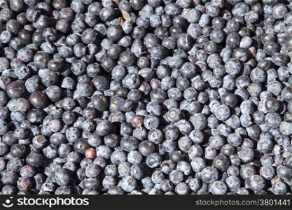 an abundace of ripe blueberries