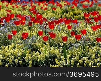 An abundance of tulips in a flower bed at spring time