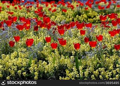 An abundance of tulips in a flower bed at spring time