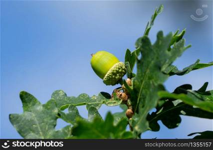 An Acorn still attached to the tree against a a blue sky