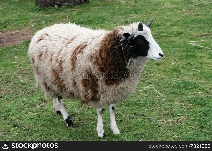 An Adolescent four horn sheep on a green field