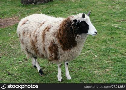 An Adolescent four horn sheep on a green field