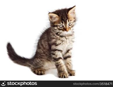 an adorable cat a over white background