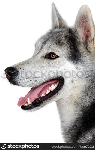 An adorable dog a over white background