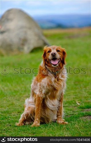 An adorable retriever dog poses on the hills of Lyme Park in the Peak District, Cheshire, United Kingdom