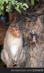an adult bonnet macaque watching very cautiously in a tropical forest