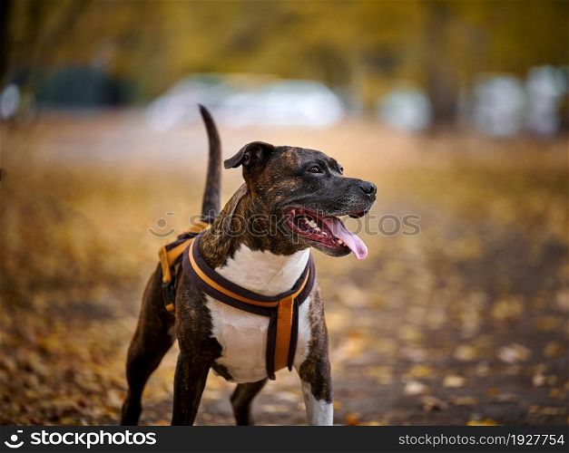 an adult brown american pit bull terrier stands in an autumn park and looks to the side. The mouth is open and the tongue sticks out, good dog