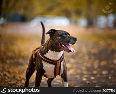 an adult brown american pit bull terrier stands in an autumn park and looks to the side. The mouth is open and the tongue sticks out, good dog