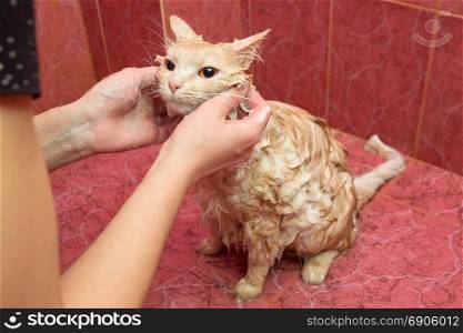 An adult cat is bathed in the bathroom, itches the cervix soothing the cat
