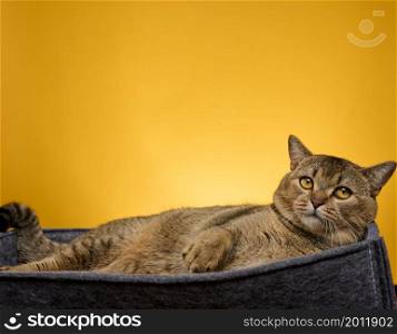 an adult cat lies in a gray felt bed on a yellow background. The animal is resting and looking