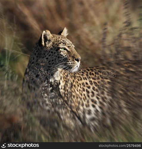 An adult female Leopard (Panthera pardus) hunting in the Savuti area of Botswana.
