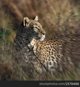 An adult female Leopard (Panthera pardus) hunting in the Savuti area of Botswana.