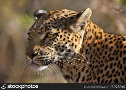 An adult female Leopard (Panthera pardus) in the Savuti area of Botswana