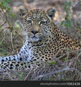 An adult female leopard (Panthera pardus) near the Khwai River in Botswana, Africa.