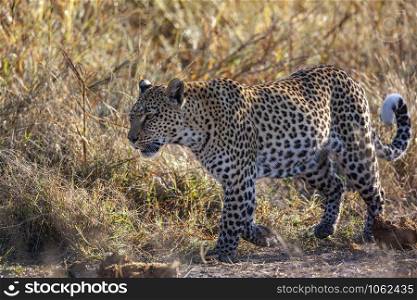 An adult female leopard (Panthera pardus) near the Khwai River in Botswana, Africa.