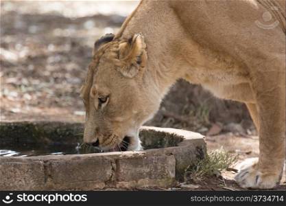 An adult female lion drinking water out of a small water well