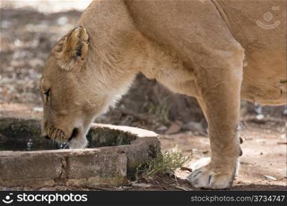 An adult female lion drinking water out of a small water well