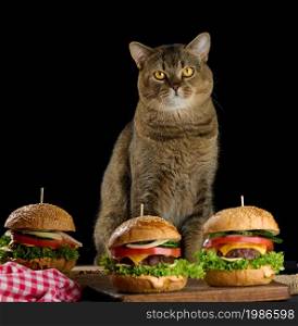 an adult gray Scottish straight cat sits near cheeseburgers on the table