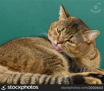 an adult gray straight Scottish cat lies on a green background. The animal is resting