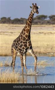 An adult male Giraffe (Giraffa camelopardalis) walking across a flooded salt pan in Etosha National Park in Namibia, Africa.