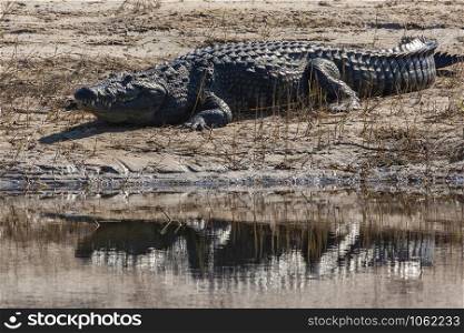 An adult Nile Crocodile (Crocodylus niloticus) warming in the sun on the banks of the Chobe River in Chobe National Park in Botswana, Africa.