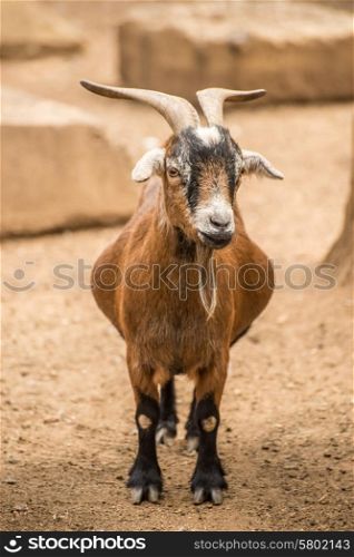 An adult Pygmy goat on a farm.