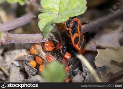 an adult red fire bug, called Pyrrhocoridae, with lots of young babies hiding in the grass. The offspring does not yet have a typical pattern on their back. an adult red fire beetle with many small young children fire beetles