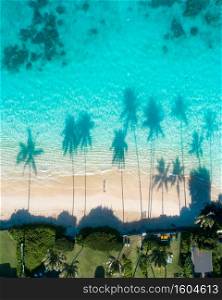 An aerial view of the reflections of the palm trees in the turquoise water of the sea. Aerial view of the reflections of the palm trees in the turquoise water of the sea