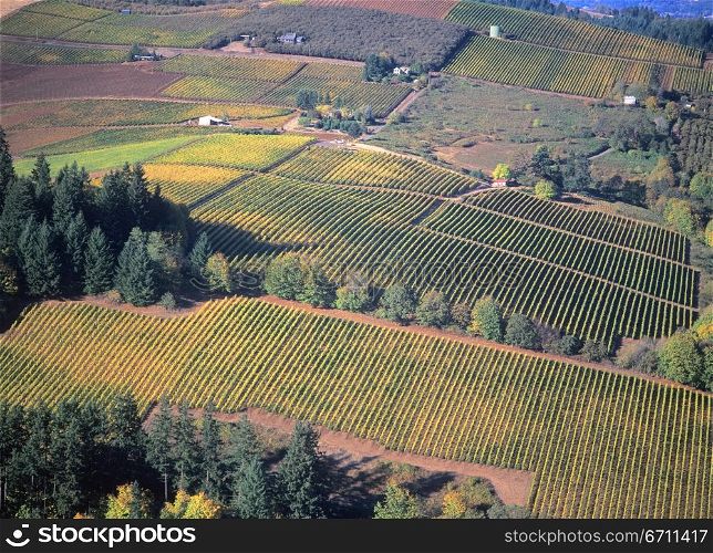 An aerial view of vineyard rows near Dundee in the Willamette Valley of Oregon