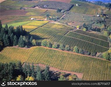 An aerial view of vineyard rows near Dundee in the Willamette Valley of Oregon