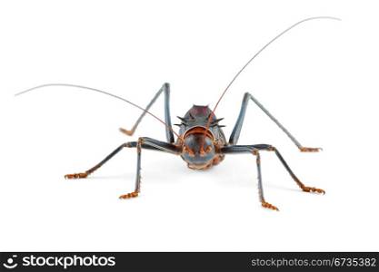 An African Armoured ground cricket (Family Bradyporidae) on white