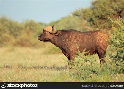 An African buffalo (Syncerus caffer) in natural habitat, Mokala National Park, South Africa