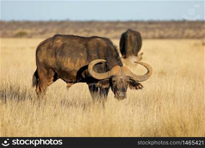 An African buffalo (Syncerus caffer) in open grassland, Mokala National park, South Africa